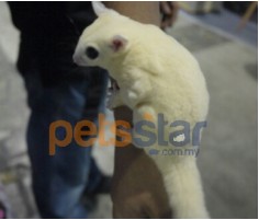 Sugar Glider Info Sugar Glider Info